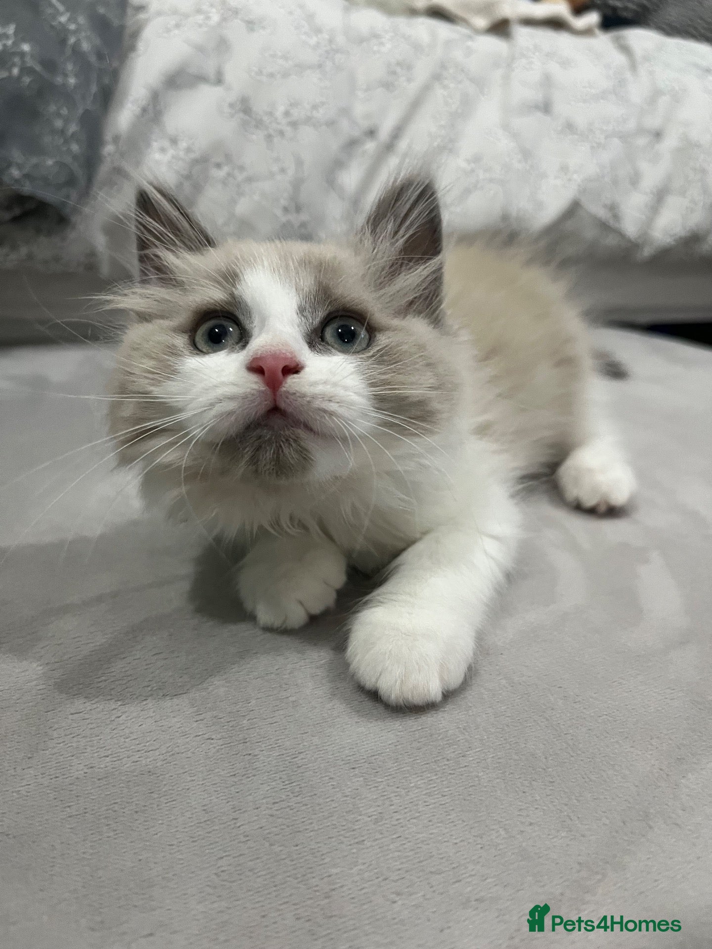 Ragdoll cats One Beautiful ragdoll kitten left   - Advert 10