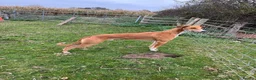 Mixed Breed dogs for stud: Saluki/greyhound. collie/bull greyhound  - Advert 6