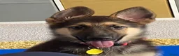 German Shepherd dogs for sale: Special Home Needed  - Advert 3
