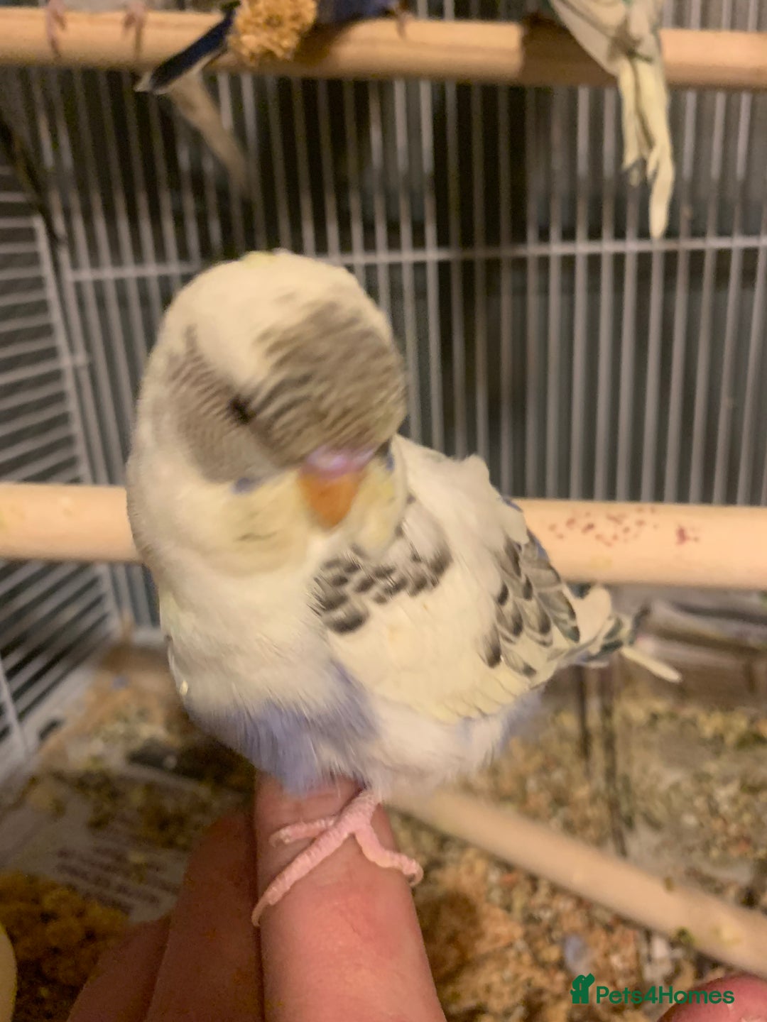 Budgerigars birds for sale: Hand reared hand tame baby budgies - Advert 19