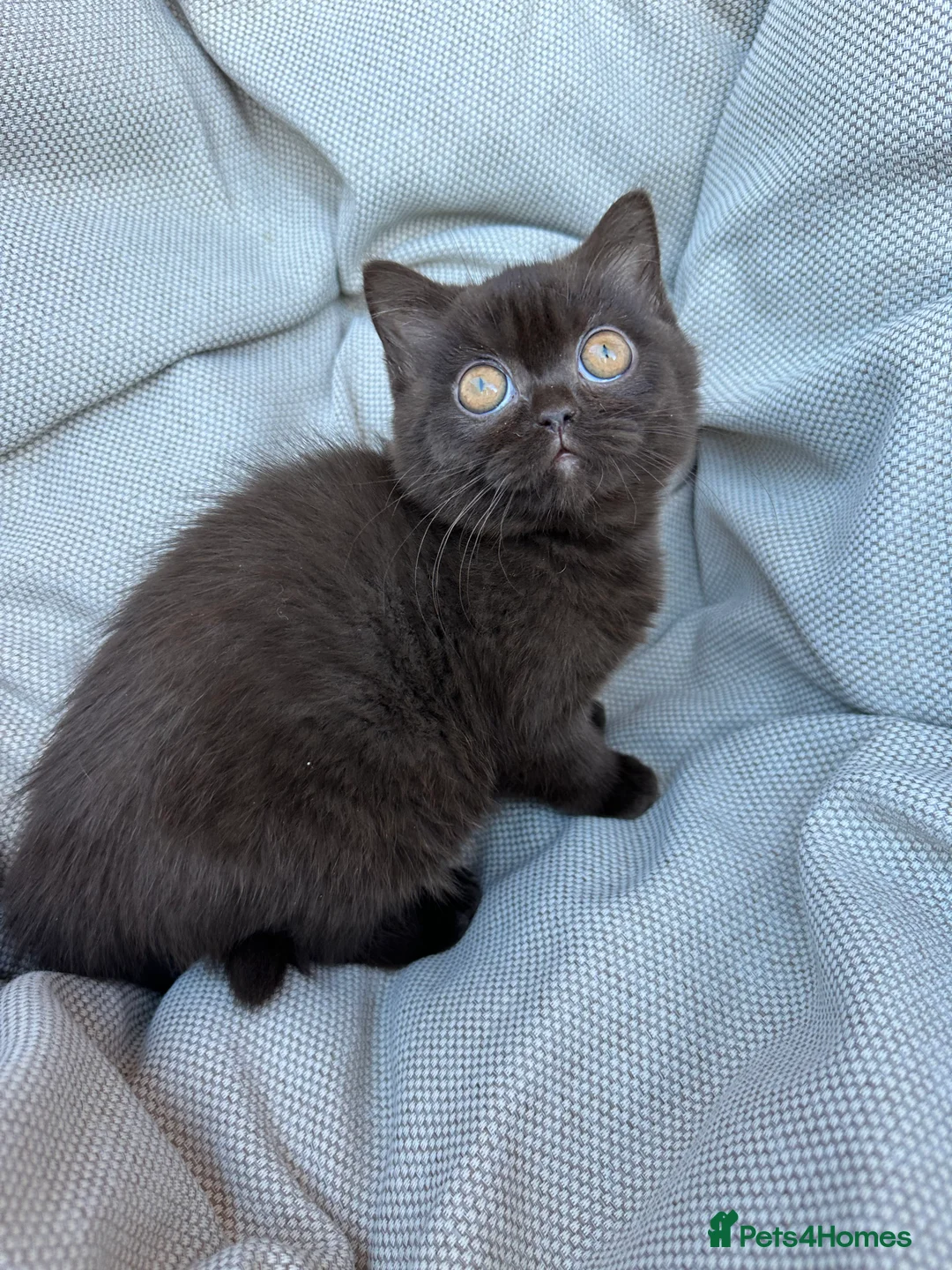British Shorthair cats for sale: British Shorthair Chunky Chocolate Kittens🐻 - Advert 12