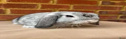 Mini Lop rabbits for sale: Chinchilla mini lop doe for re-homing - Advert 4