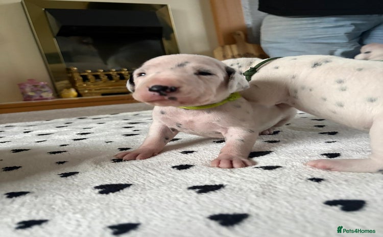 Dalmatian dogs - Advert 1