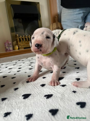 Dalmatian dogs - Advert 1