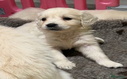 Golden Retriever dogs for sale: Exceptional litter of kc healthy golden retrievers - Image 16