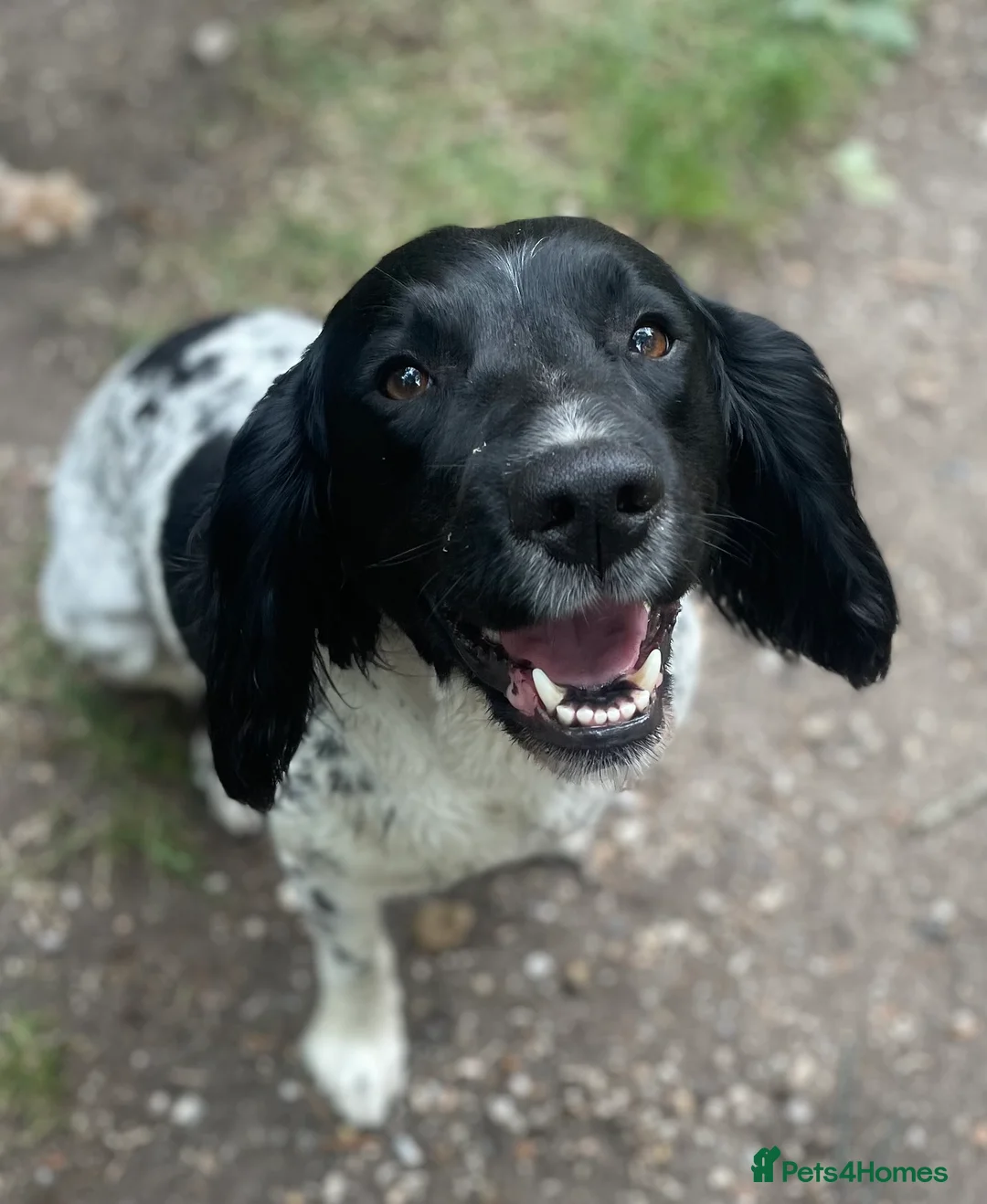 Sprocker dogs for sale: Sprocker Spaniel Puppies for sale  - Advert 4