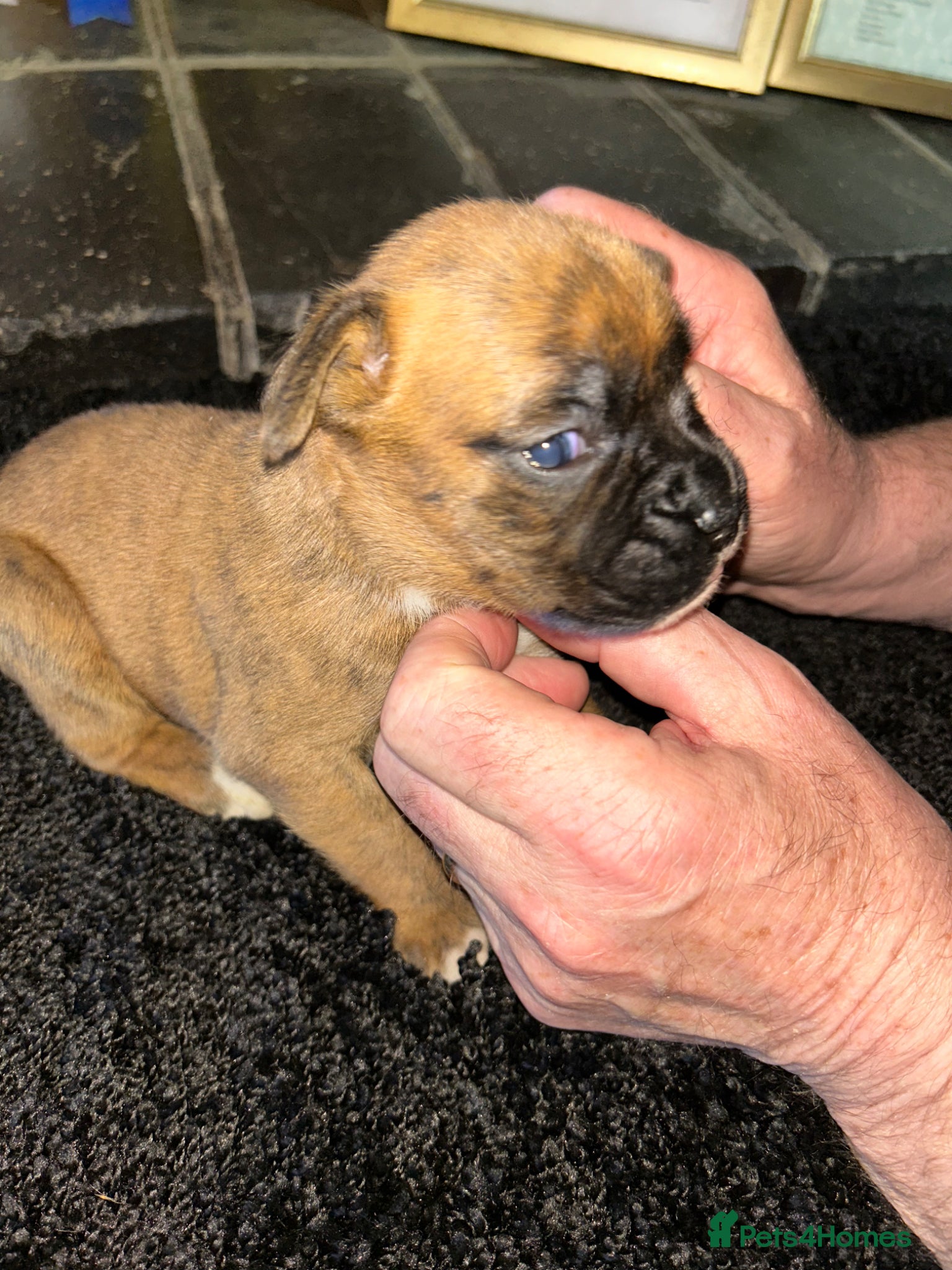 Boxer dogs 5 Star Licensed Breeder 23 years experience  - Advert 2