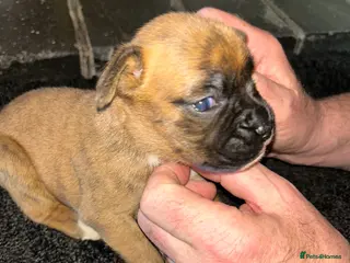 Boxer dogs 5 Star Licensed Breeder 23 years experience - Advert 2