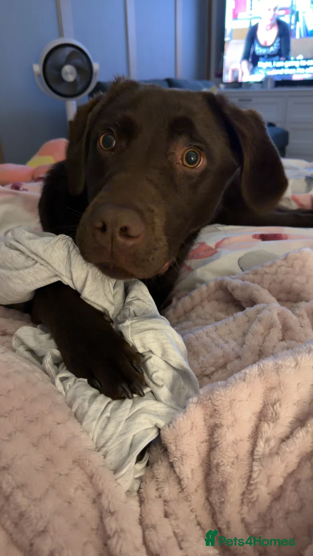 Labrador Retriever dogs for sale: chocolate labrador  in Derby - Advert 2
