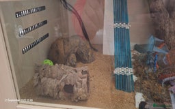 Leopard Gecko reptiles for sale: Leopard gecko with full setup for sale  - Image 4