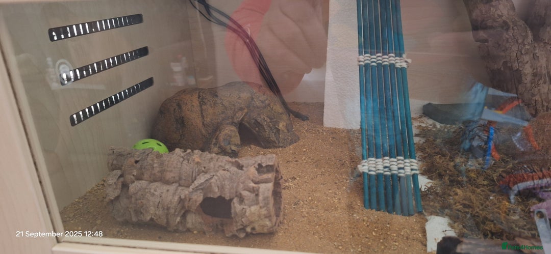 Leopard Gecko reptiles for sale: Leopard gecko with full setup for sale  - Image 4