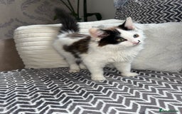 Mixed Breed cats for sale: Chocolate black and white kitten  - Image 2