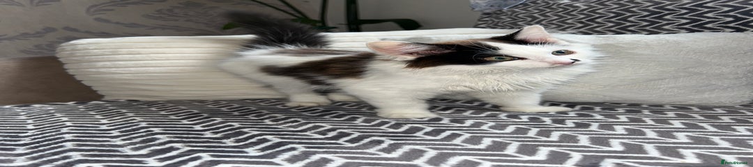 Mixed Breed Kitten 1