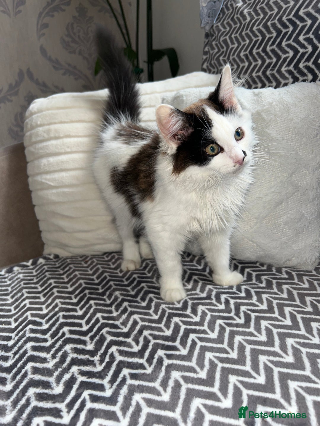 Mixed Breed cats for sale: Chocolate black and white kitten  - Image 2