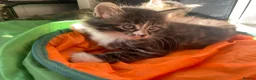 Mixed Breed cats for sale: Ready now longhaired tabby ginger kitten male - Advert 13