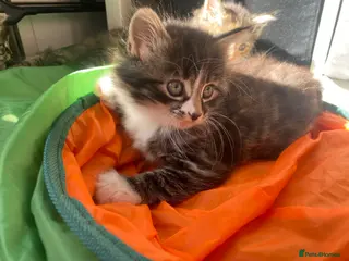 Mixed Breed cats Gorgeous longhaired tabby ginger kitten male - Advert 5