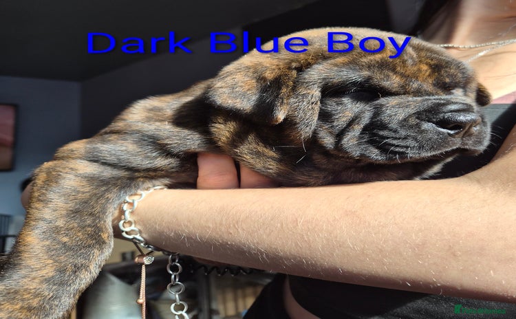 Mixed Breed dogs - Advert 5