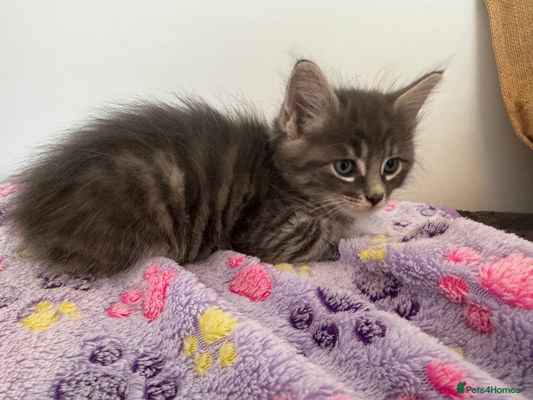 Mixed Breed cats for sale: Mainecoon cross male kittens for sale - Image 1