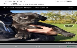 Mixed Breed dogs for sale: Alaunt type puppies - Advert 1