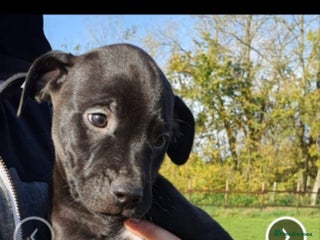 Mixed Breed dogs for sale: Alaunt type puppies - Advert 1