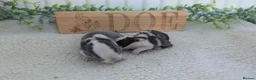 Mini Lop rabbits for sale: Mini lop litter waiting list open - Advert 4