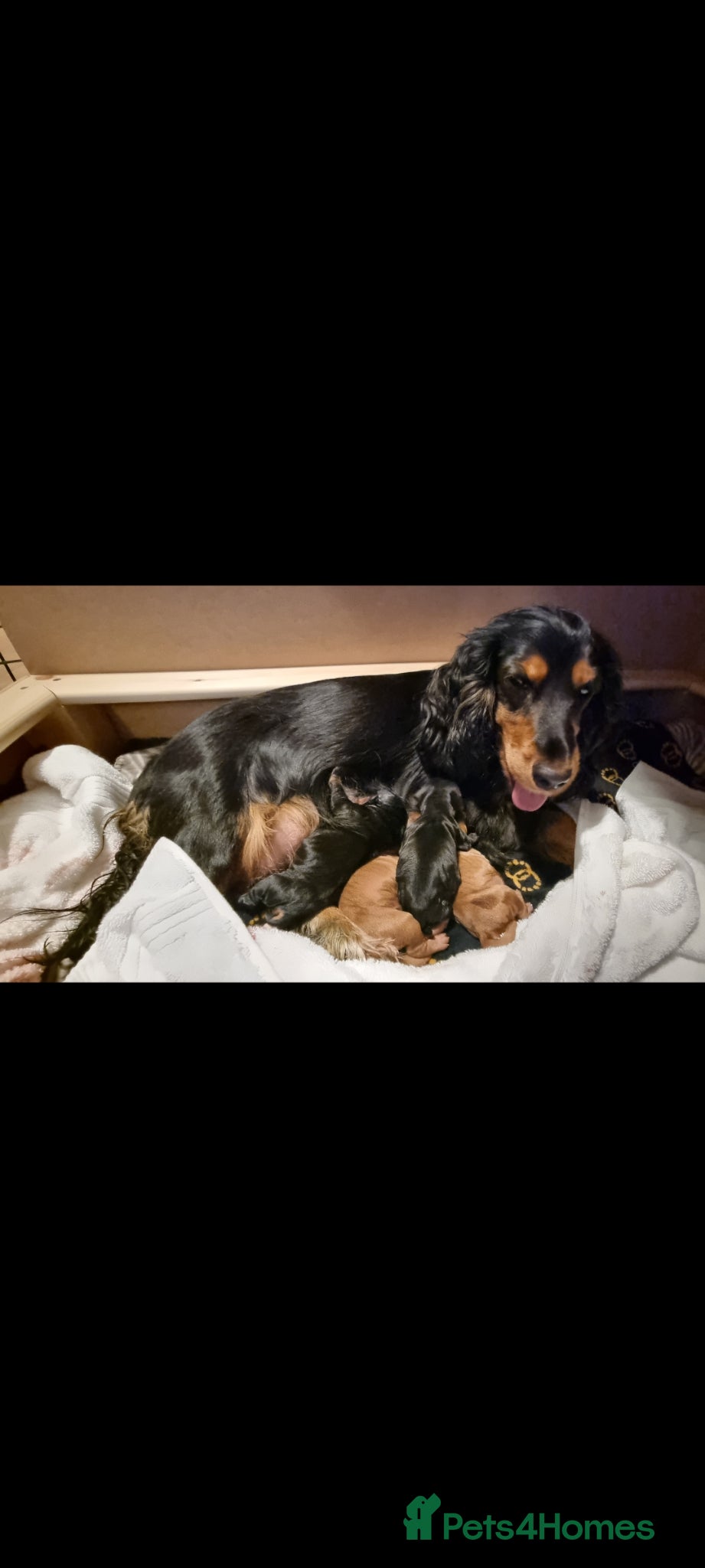 Cocker Spaniel dogs for sale: 🐾 Beautiful Show Type Cocker Spaniel Puppies - Advert 1