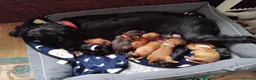 Cocker Spaniel dogs for sale: Working cocker spaniels  in Okehampton - Advert 3
