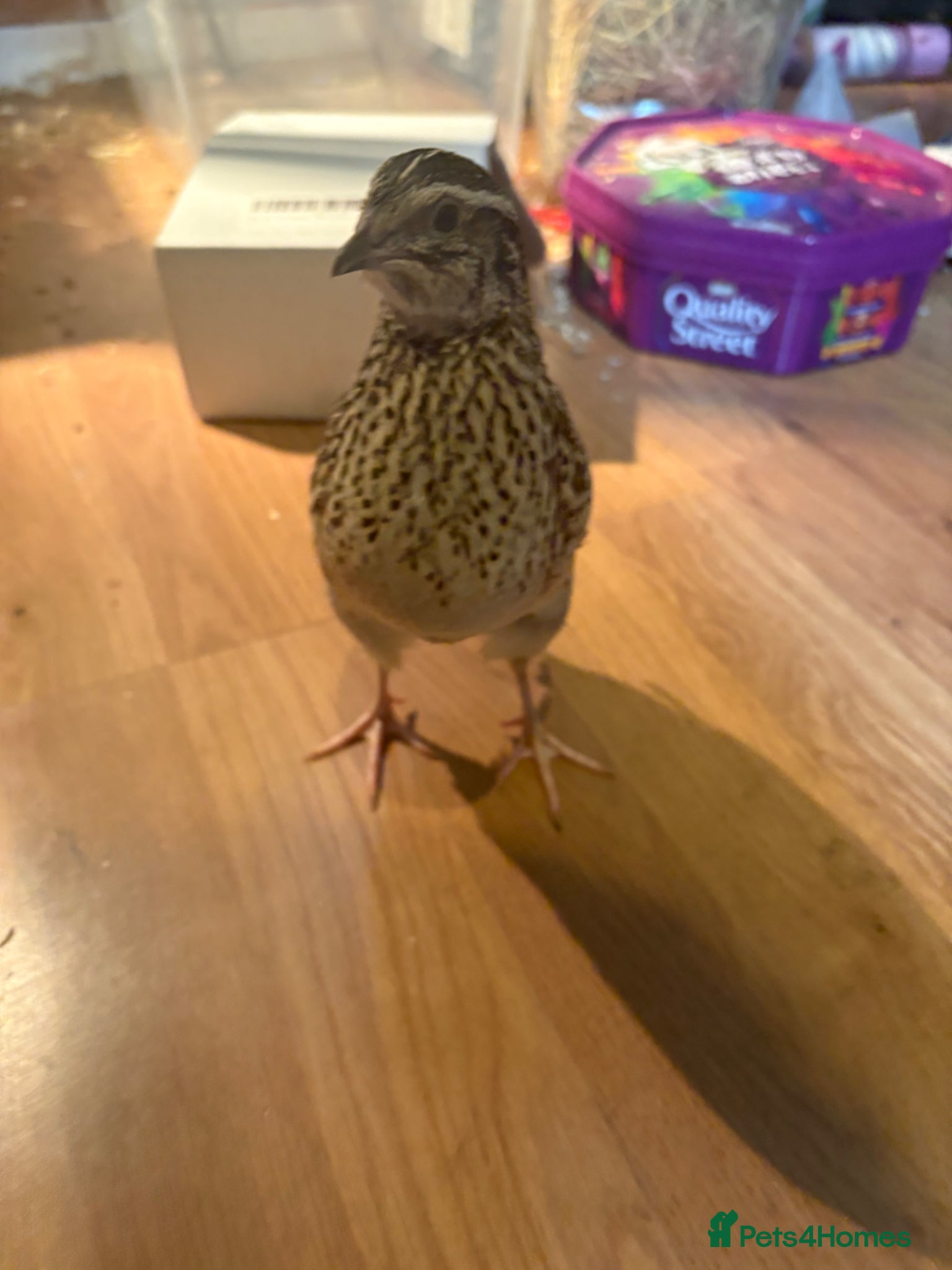 Quail poultry for sale: 2 female quail  - Advert 3