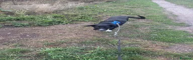 Border Collie 1
