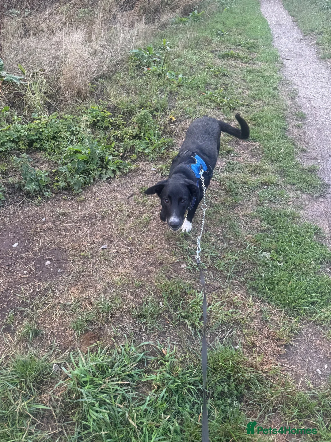 Border Collie dogs for sale: Border collie in Wrexham - Advert 1