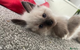 Ragdoll cats for sale: Gorgeous Ragdoll Kittens - Image 30