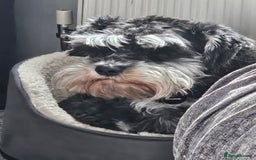 Miniature Schnauzer dogs for sale: Miniature schnauzer's due, KC, Mac, low COI - Image 5