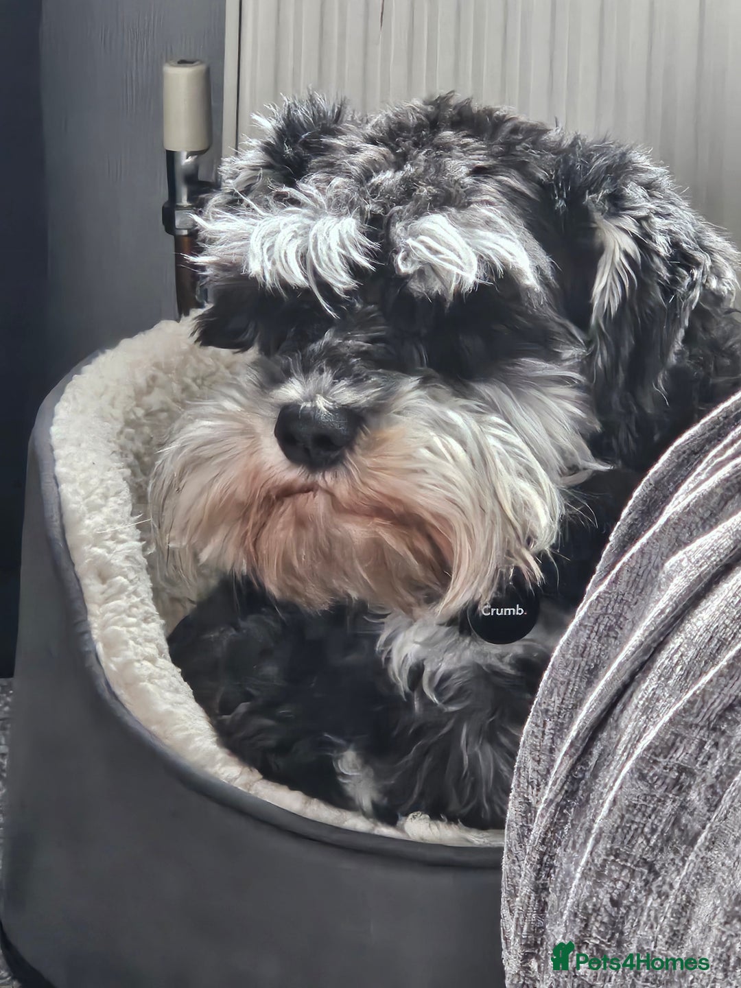 Miniature Schnauzer dogs for sale: Miniature schnauzer's due, KC, Mac, low COI - Image 5