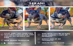 French Bulldog dogs for stud: Lilac and tan carrying Isabella  - Image 4
