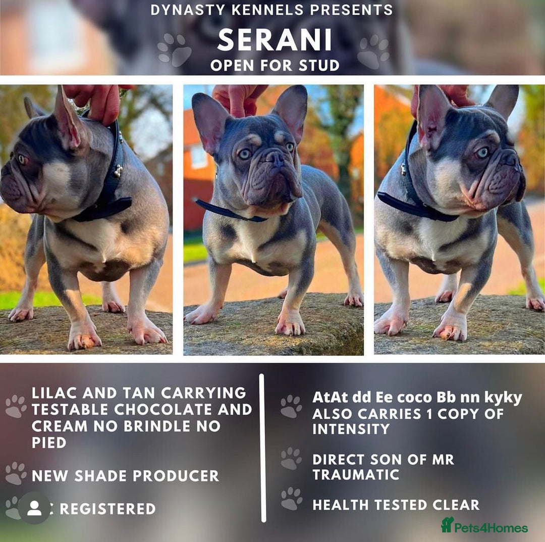 French Bulldog dogs for stud: Lilac and tan carrying Isabella  - Image 4