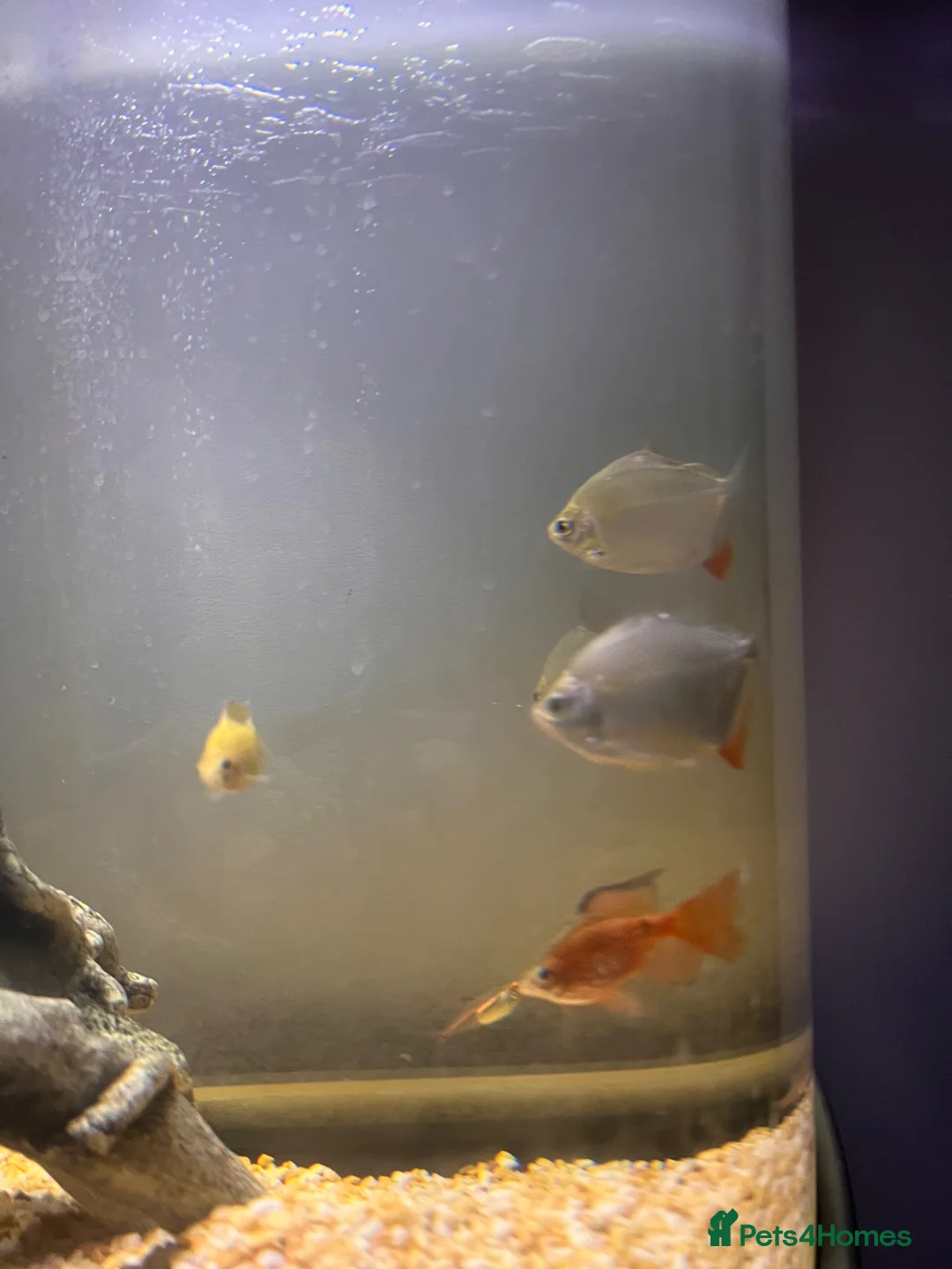 Cichlids fish for sale: 3 x silver dollar fish  - Advert 2