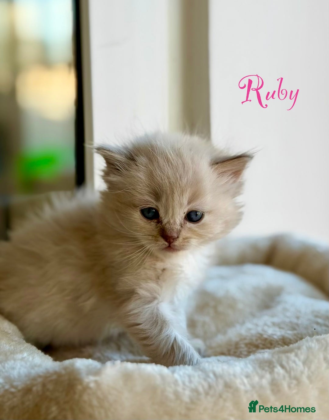 Ragdoll cats for sale: TICA registered cherubim kittens - Advert 19