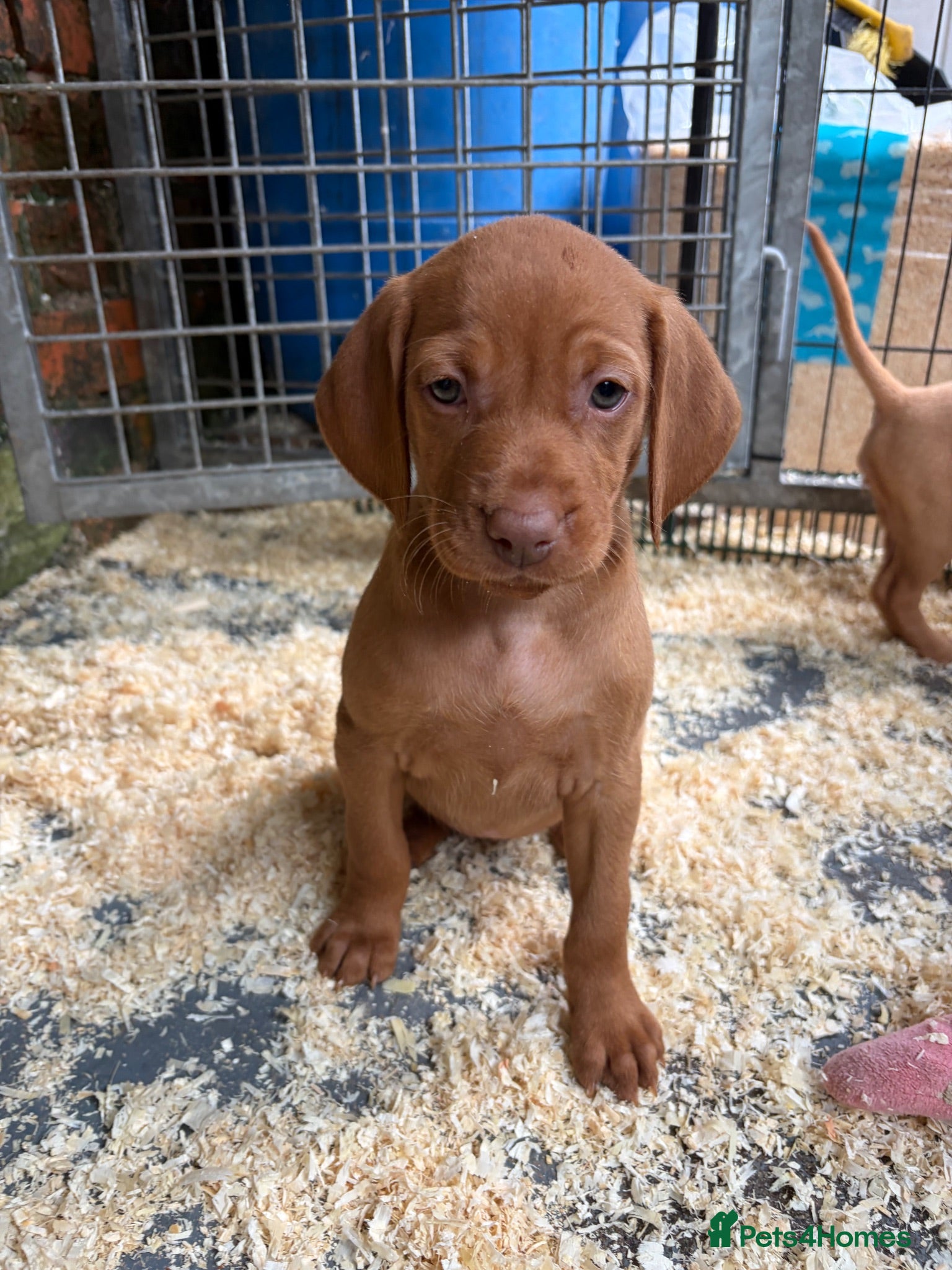 Hungarian Vizsla dogs Smooth haired Hungarian vizsla puppies  - Advert 2