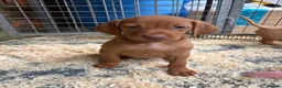 Hungarian Vizsla dogs for sale: Smooth haired Hungarian vizsla puppies  - Advert 1