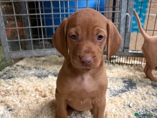 Hungarian Vizsla dogs Smooth haired Hungarian vizsla puppies - Advert 2
