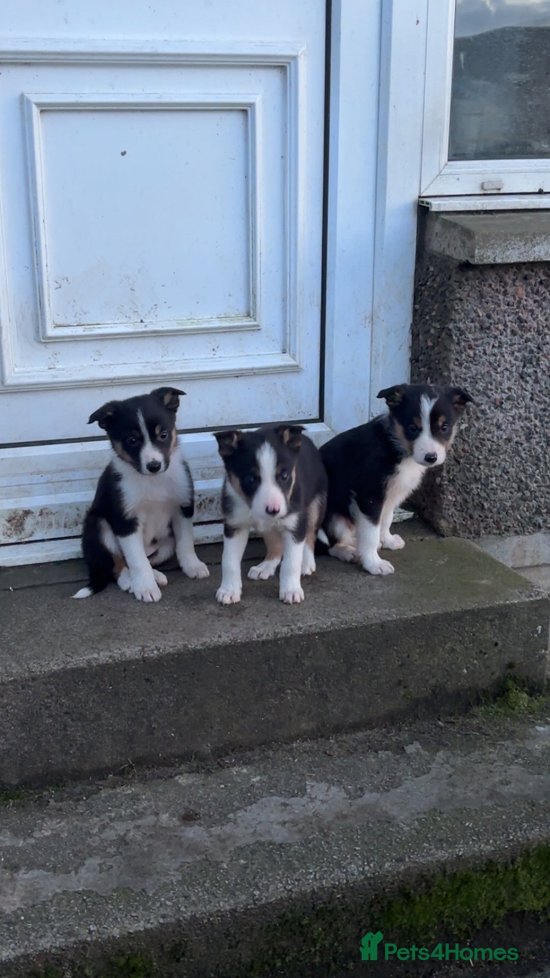 Border Collie dogs for sale: Border collie puppies - Advert 2