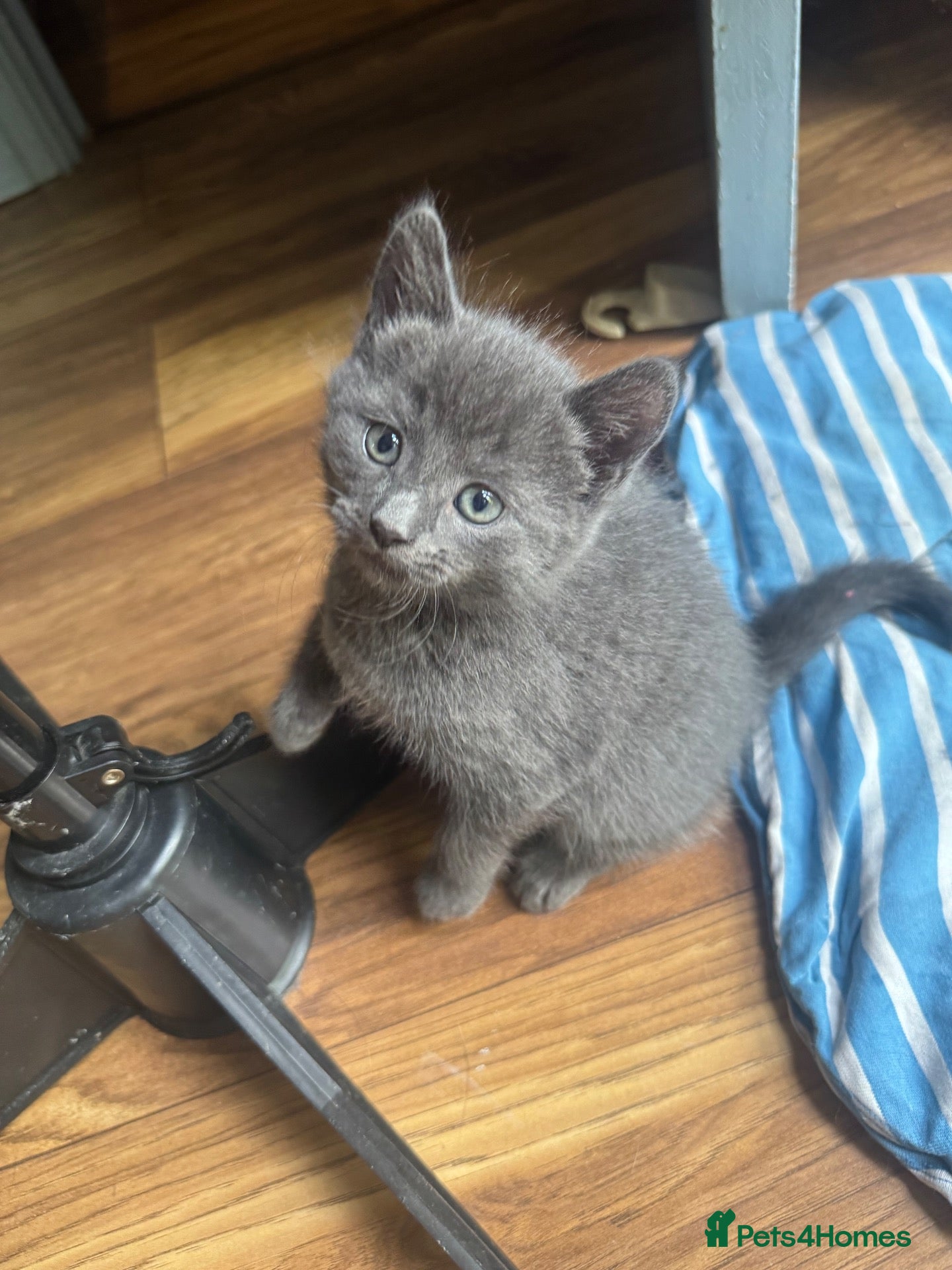 Mixed Breed cats Russian blue mix kittens  - Advert 5