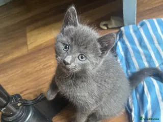 Mixed Breed cats Russian blue mix kittens - Advert 5