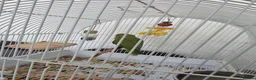 Ringnecks birds for sale: Indian Ringneck  - Advert 2