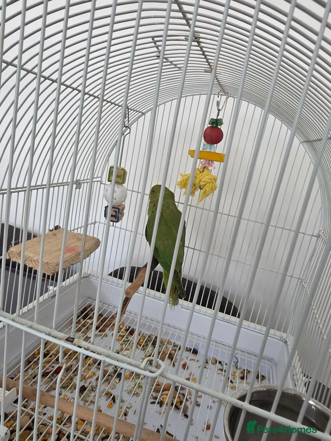 Ringnecks birds for sale: Indian Ringneck  - Advert 2