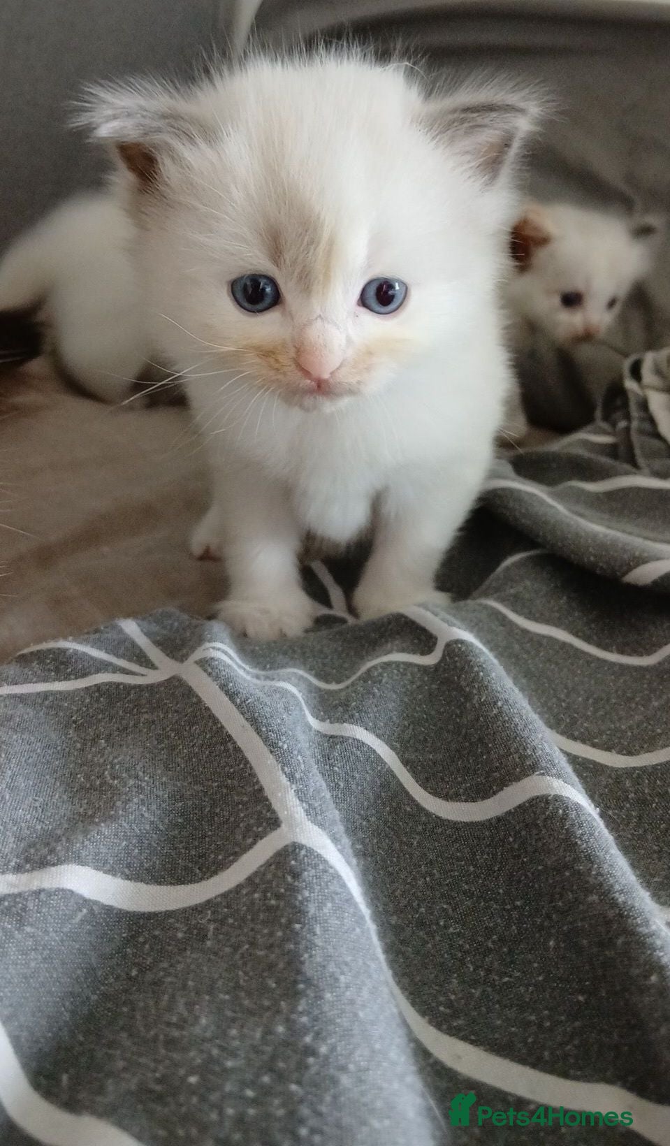 Ragdoll cats Litter of 3 Beautiful Seal Tortie Bi-colour Girls  - Advert 14