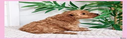 Cavapoo dogs for sale: Gorgeous cavapoo puppies from DNA tested parents - Advert 33