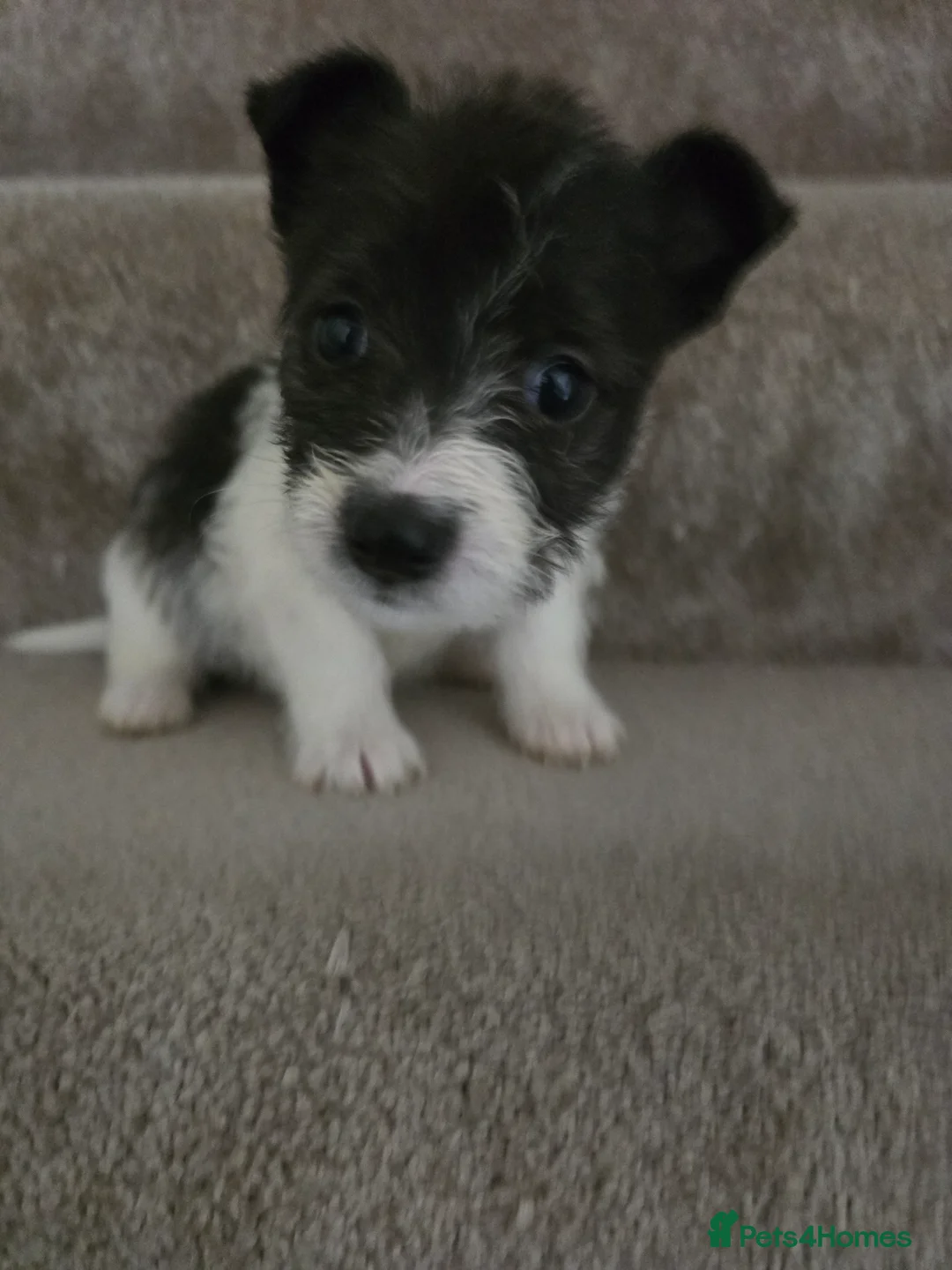 Mixed Breed dogs for sale: Malchi puppies for sale  - Advert 19