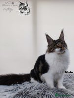 Maine Coon cats Maine Coons Kittens Russian line TICA REGISTERED - Advert 11