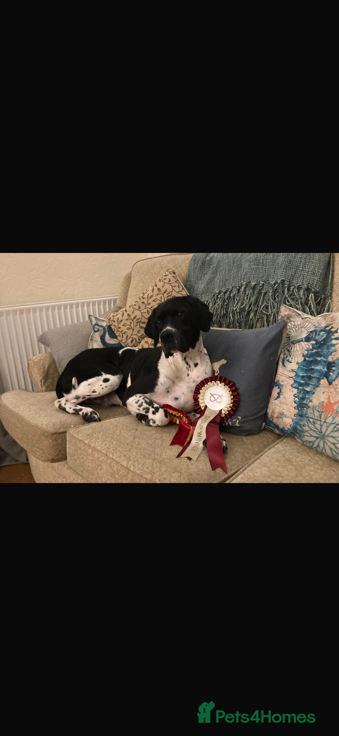 Pointer dogs for sale: BEAUTIFUL PEDIGREE POINTER PUPPIES - Image 19
